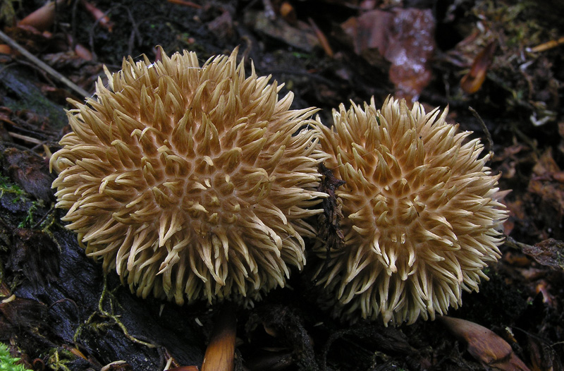 Lycoperdon echinatum